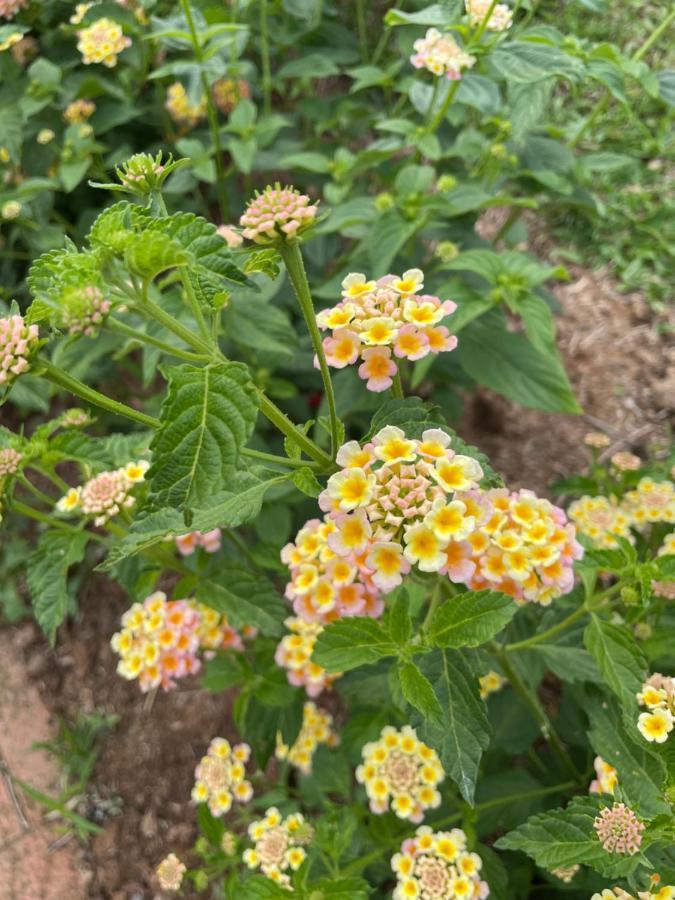 קופקבאנה Finca Hotel Villa Camila מראה חיצוני תמונה